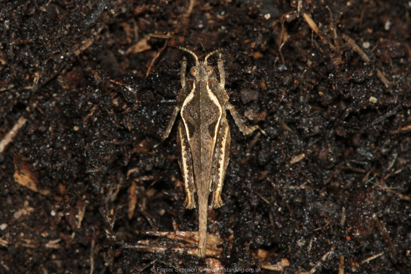 Cepero's Groundhopper (Tetrix ceperoi) © Fraser Simpson