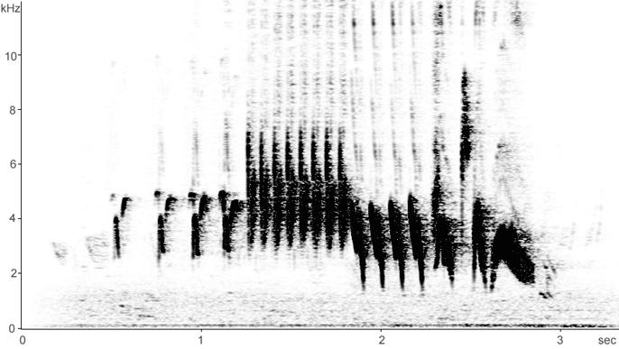 Sonogram of Chaffinch song