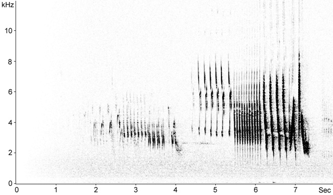 Sonogram of Chaffinch song