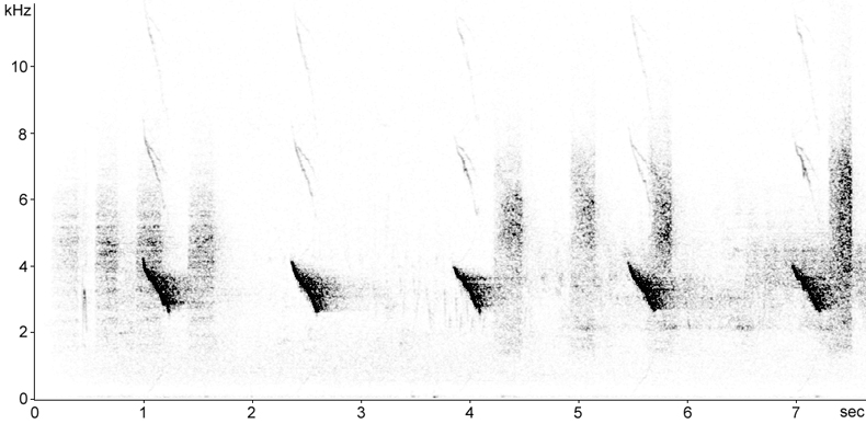 Sonogram of Chaffinch calls