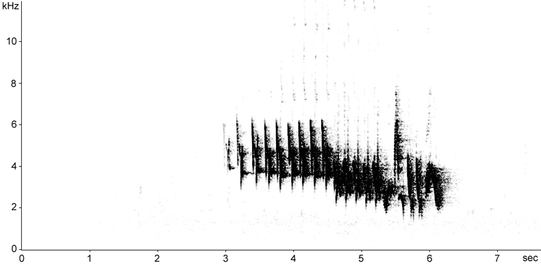 Sonogram of Chaffinch song