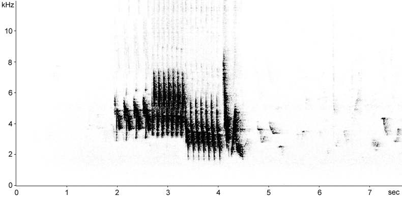 Sonogram of Chaffinch song