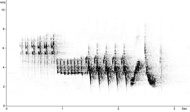 Sonogram of Chaffinch song