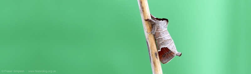 Chocolate-tip (Clostera curtula)  Fraser Simpson