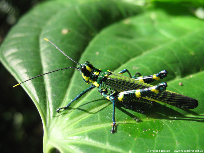 Chromacris icterus (lubber grasshopper), Shapaja, Peru, Aug 2007 � Fraser Simpson