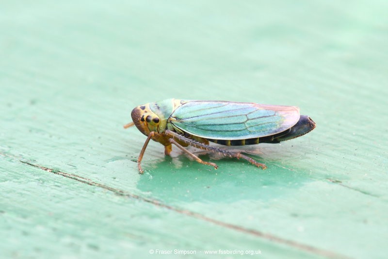 Green Leafhopper (Cicadella viridis)  Fraser Simpson