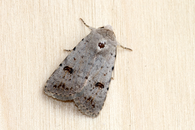 Clancy's Rustic (Caradrina kadenii)  Fraser Simpson
