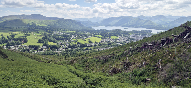 Regenerating clearfell above Keswick  Fraser Simpson 2025