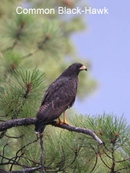 Common Black-Hawk  2006  F. S. Simpson