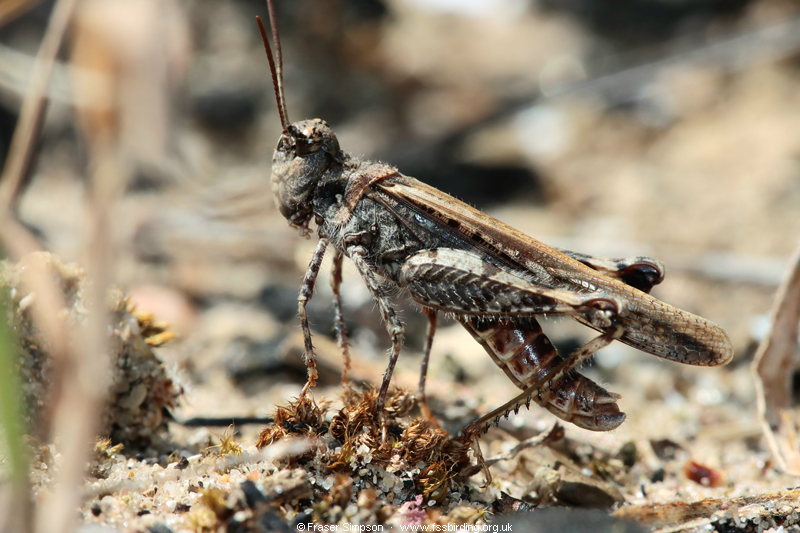 Common Digging Grasshopper (Acrotylus insubricus) � Fraser Simpson