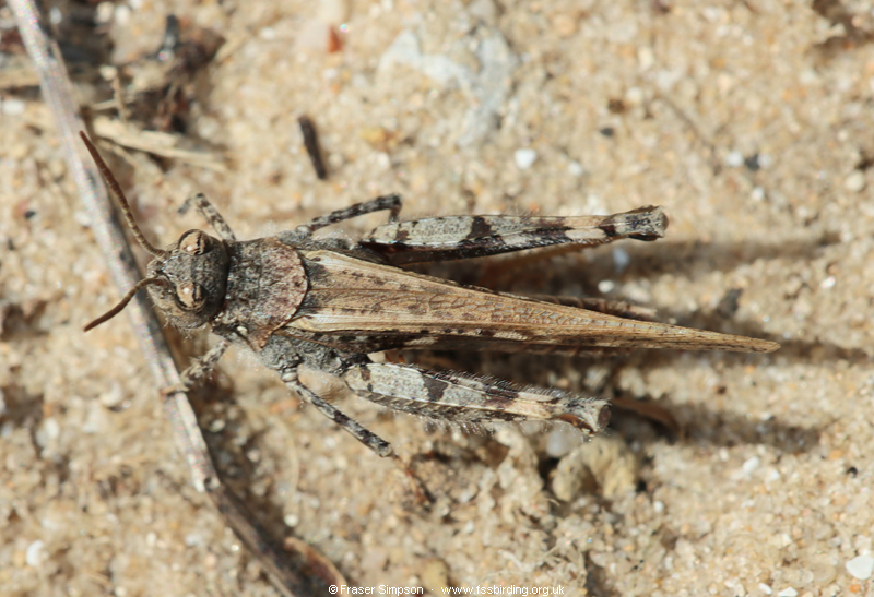 Common Digging Grasshopper (Acrotylus insubricus) � Fraser Simpson