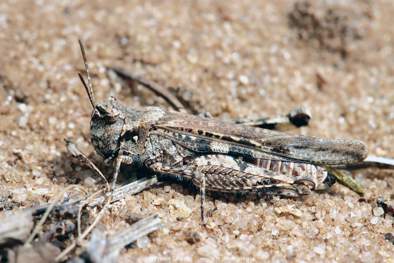 Common Digging Grasshopper (Acrotylus insubricus) � Fraser Simpson