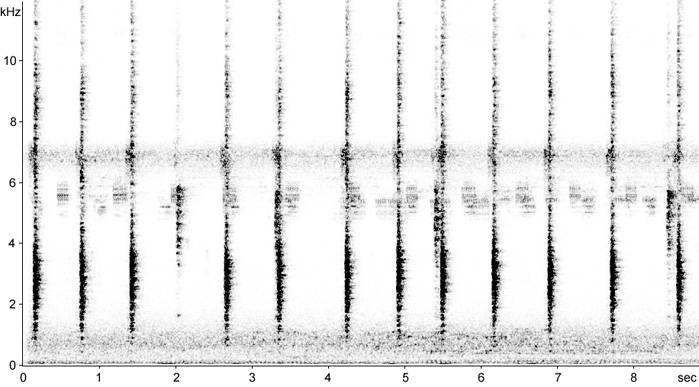 Sonogram of Common Grackle calls