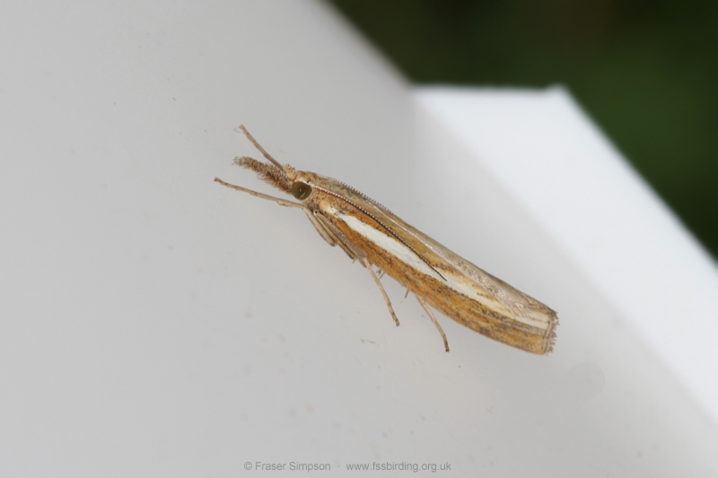 Common Grass-veneer (Agriphila tristella)  Fraser Simpson
