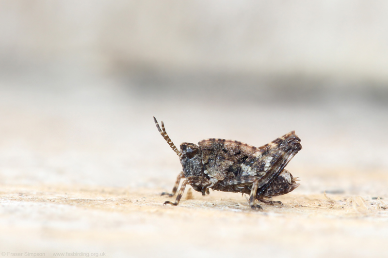 Common Groundhopper (Tetrix undulata)  Fraser Simpson