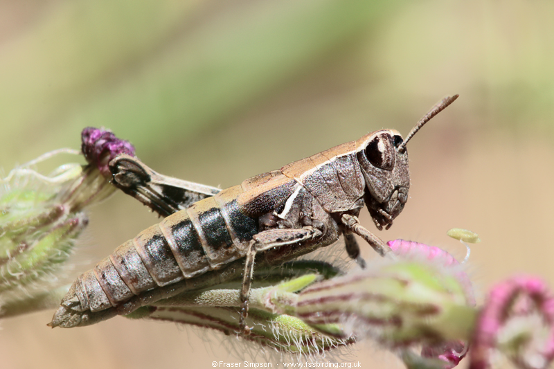 Common Maquis Grasshopper (Pezotettix giornae) � Fraser Simpson