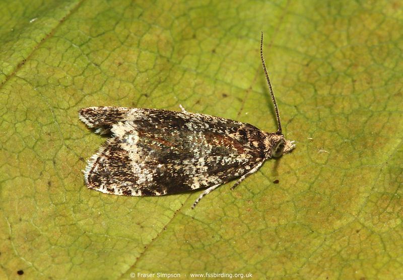 Common Marble (Celypha lacunana) © Fraser Simpson