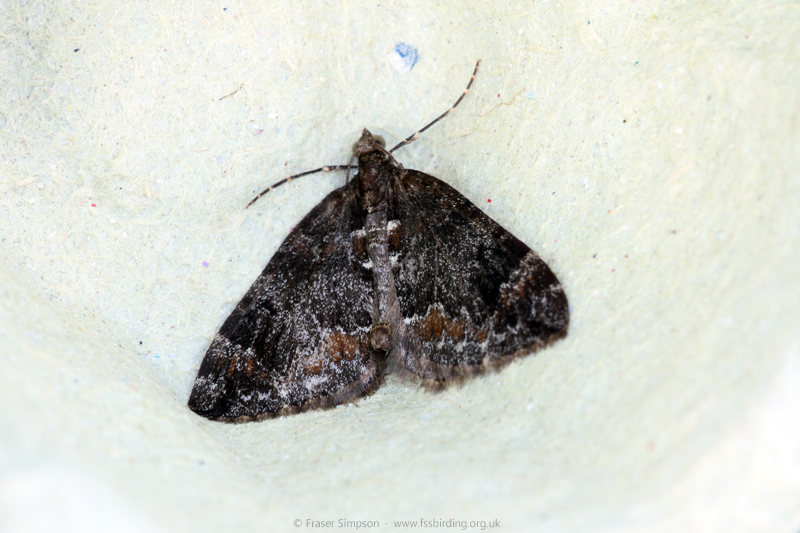 Common Marbled Carpet (Dysstroma truncata)  Fraser Simpson