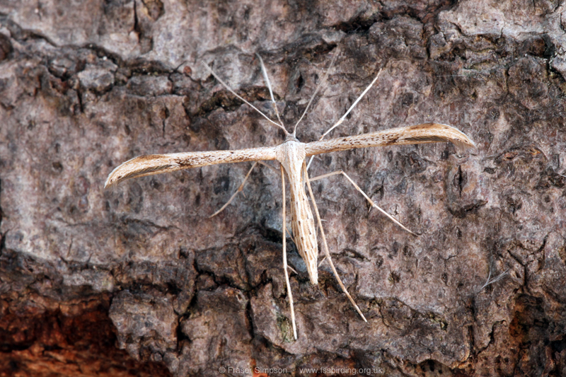 Common Plume (Emmelina monodactyla)  Fraser Simpson