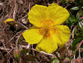 Common Rock-rose