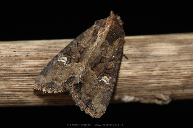 Common Rustic (Mesapamea secalils)  Fraser Simpson