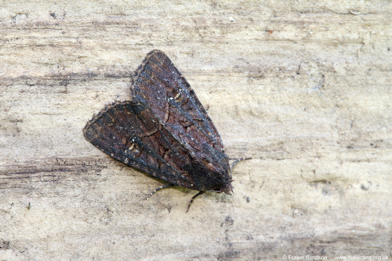 Common Rustic agg. (Mesapamea secalis/didyma)  Fraser Simpson