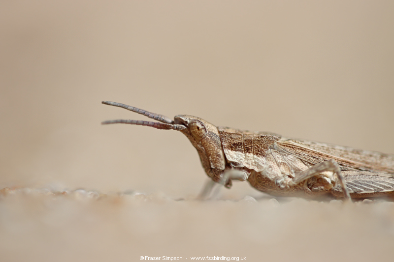 Common Stick Grasshopper (Pyrgomorpha conica) � Fraser Simpson
