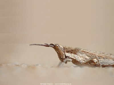 Common Stick Grasshopper (Pyrgomorpha conica) a Bre�a de Barbate, Andaluc�a, Spain, April 2026 � Fraser Simpson