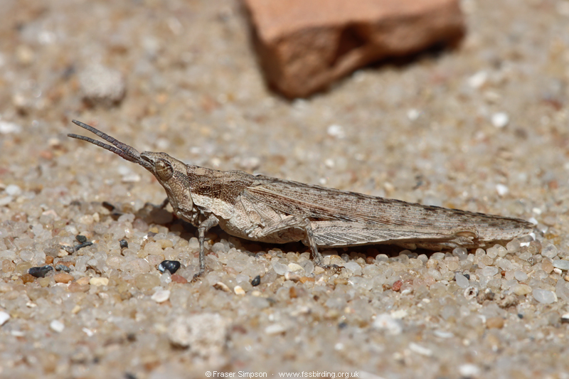 Common Stick Grasshopper (Pyrgomorpha conica) � Fraser Simpson