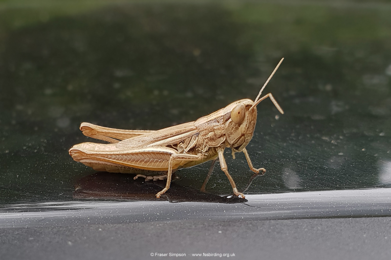 Common Straw Grasshopper (Euchorthippus declivus)  Fraser Simpson