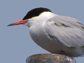 Common Tern, London, 2005 Fraser Simpson