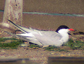 Common Tern