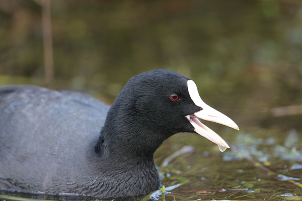 Coot 2006 Fraser Simpson