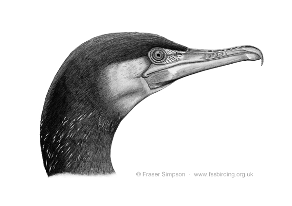 Great Cormorant drawing  Fraser Simpson