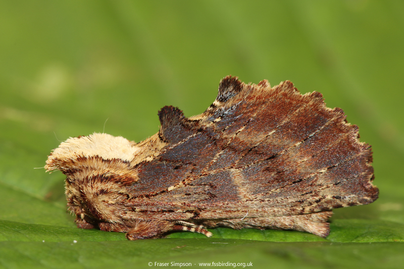 Coxcomb Prominent (Ptilodon capucina) © Fraser Simpson