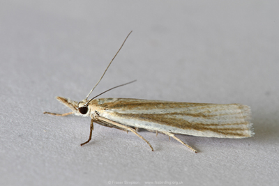 Satin Grass-veneer (Crambus perlella)  Fraser Simpson