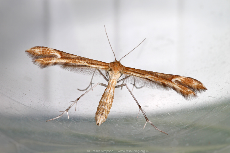 Crescent Plume (Marasmarcha lunaedactyla)  Fraser Simpson