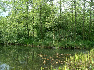 The Pond