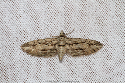 Cypress Pug (Eupithecia phoeniceata)  Fraser Simpson