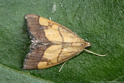 Dark-bordered Pearl (Evergestis limbata)  Fraser Simpson