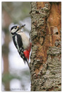 Great Spotted Woodpecker  Fraser Simpson