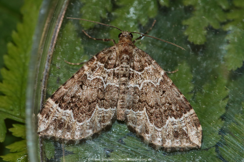 Devon Carpet (Lampropteryx otregiata) © Fraser Simpson