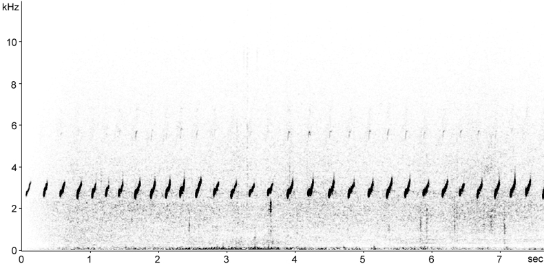 Sonogram of Dotterel song
