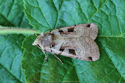 Double Square-spot (Xestia triangulum)  Fraser Simpson