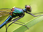 Banded Demoiselle (Calopteryx splendens)