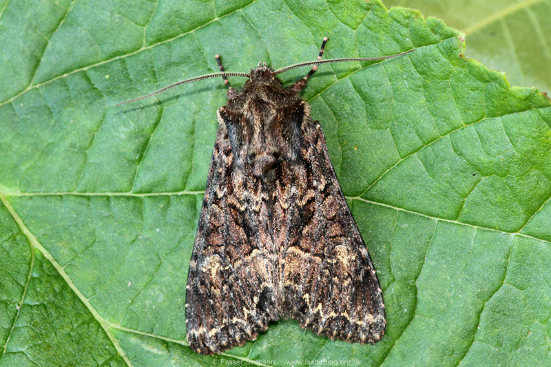 Dusky Brocade (Apamea remissa)  Fraser Simpson