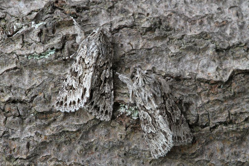 Early Grey (Xylocampa areola)  Fraser Simpson