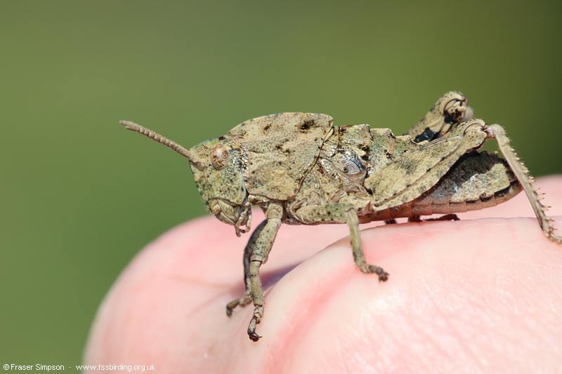 Earthling Stone Grasshopper (Euryparyphes terrulentus), Valle de Oj�n � Fraser Simpson