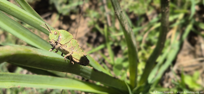 Earthling Stone Grasshopper (Euryparyphes terrulentus), Valle de Oj�n � Fraser Simpson