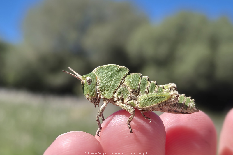 Earthling Stone Grasshopper (Euryparyphes terrulentus), Valle de Oj�n � Fraser Simpson